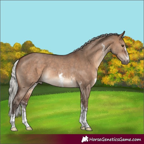 Horse Color:Silver Brown Dun Sabino Rabicano
