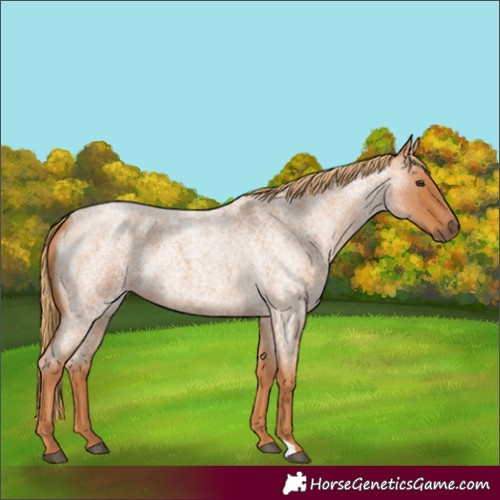 Horse Color:Unknown 