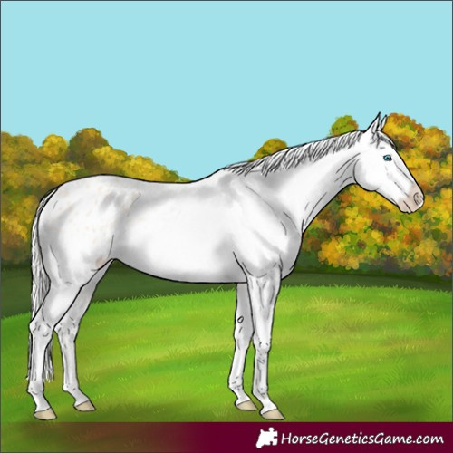 Horse Color:Cremello Appaloosa 