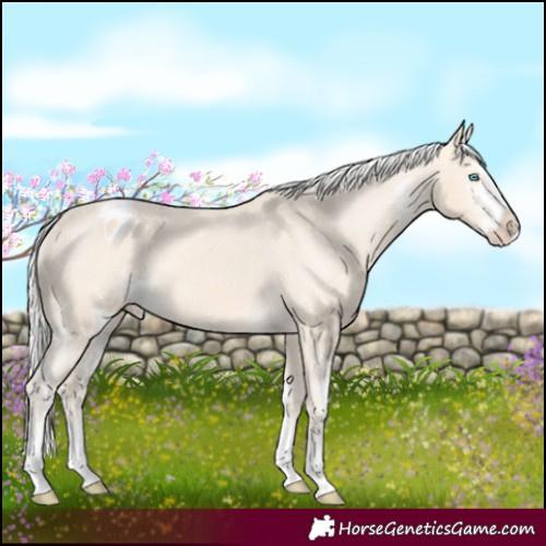 Horse Color:Silver Perlino Sabino Appaloosa 
