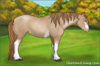 Horse Color:White Spotted Chestnut Pearl 