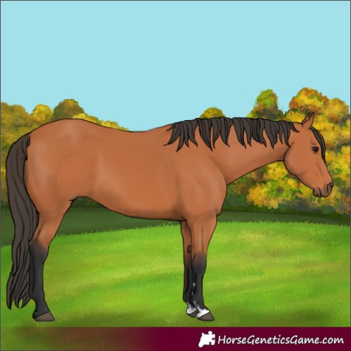 Horse Color:Bay 