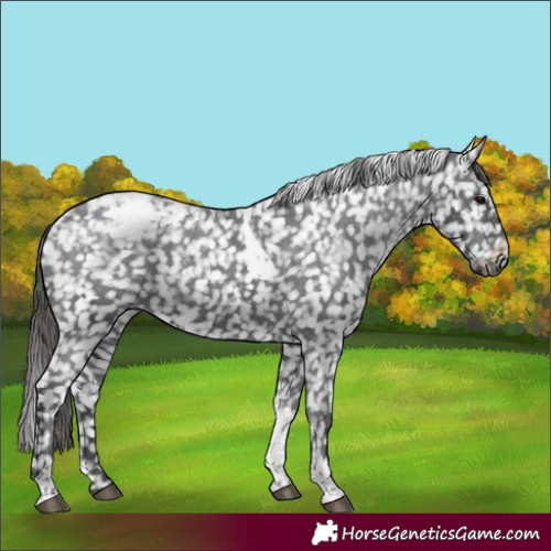 Horse Color:Black Tobiano Snowflake Varnish