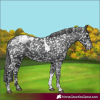 Horse Color:Black Tobiano Appaloosa 
