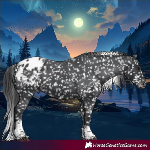 Horse Color:Black Tobiano Appaloosa 