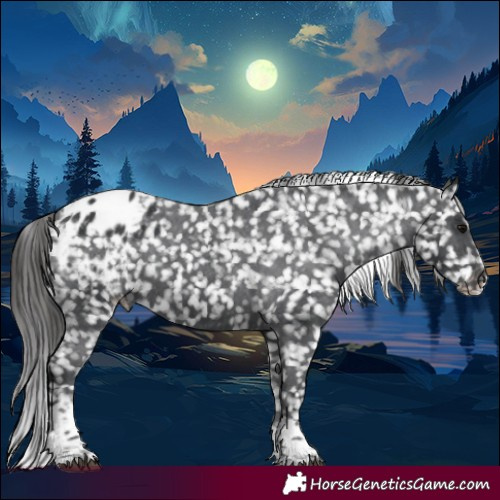 Horse Color:Black Tobiano Appaloosa 