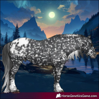 Horse Color:Black Tobiano Appaloosa 