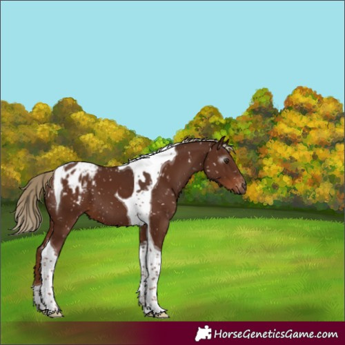 Horse Color:Gray Chestnut Tobiano Blanket 