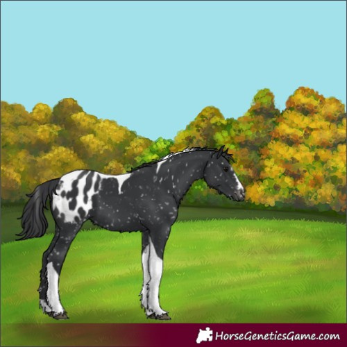 Horse Color:Black Tobiano Appaloosa 