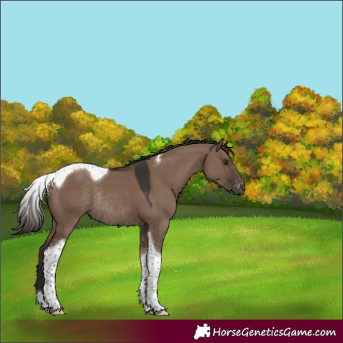 Horse Color:Liver Red Dun Tobiano Varnish Rabicano 