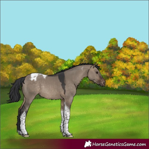 Horse Color:Brown Dun Tobiano Blanket Rabicano 