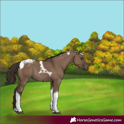 Horse Color:Liver Red Dun Tobiano Blanket Rabicano 