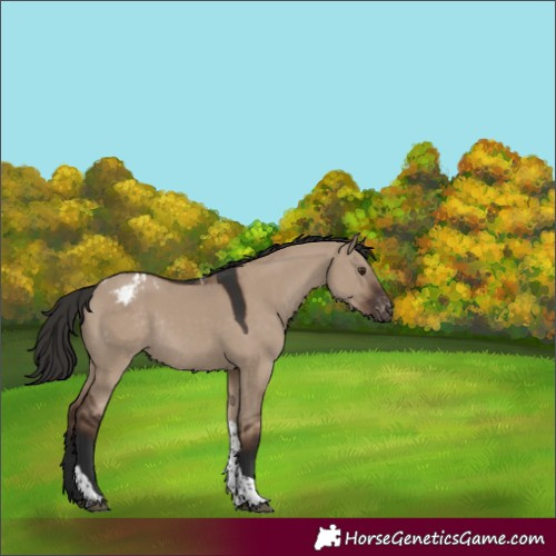 Horse Color:Liver Red Dun Tobiano Blanket Rabicano 