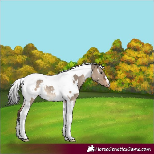 Horse Color:White Spotted Brown Dun Tobiano Appaloosa Rabicano 