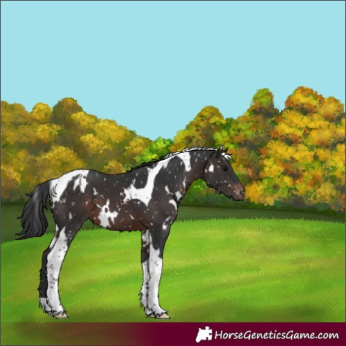 Horse Color:White Spotted Brown Tobiano Blanket 