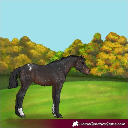 Horse Color:Brown Tobiano Appaloosa 