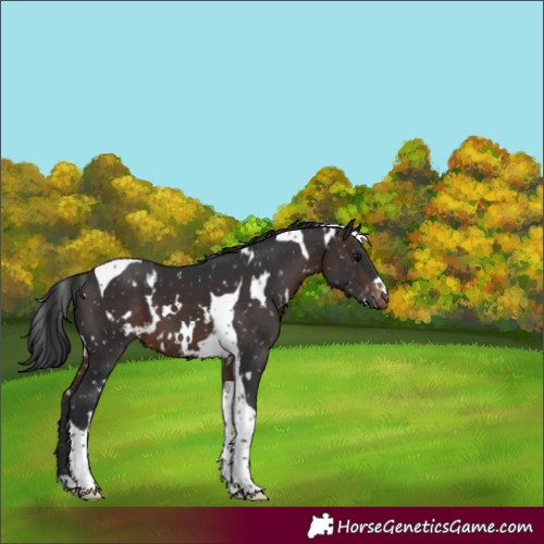 Horse Color:White Spotted Brown Tobiano Snowflake Varnish 