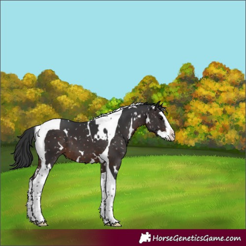 Horse Color:White Spotted Brown Splash Tobiano Appaloosa 