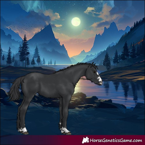 Horse Color:Black 