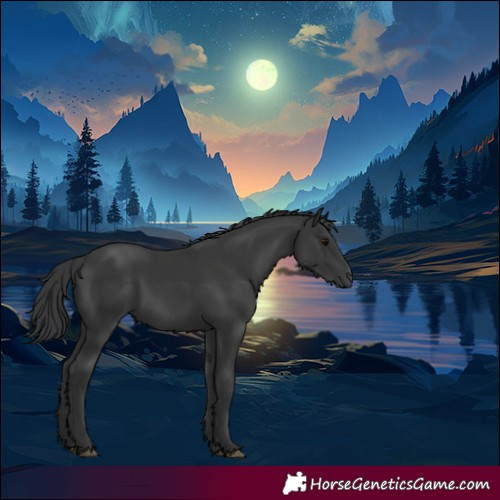 Horse Color:Black 