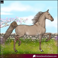 Horse Color:Liver Red Dun Rabicano 