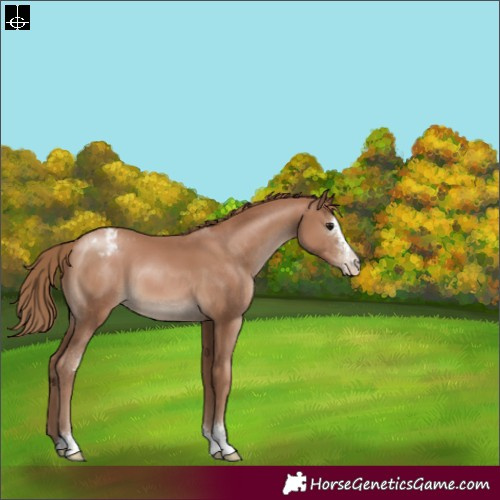 Horse Color:Black Pearl Sabino Appaloosa 