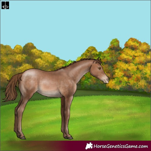 Horse Color:Brown Pearl Sabino