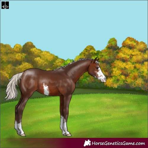 Horse Color:Silver Brown Sabino