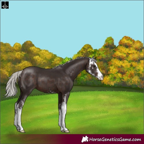 Horse Color:Silver Brown Sabino 