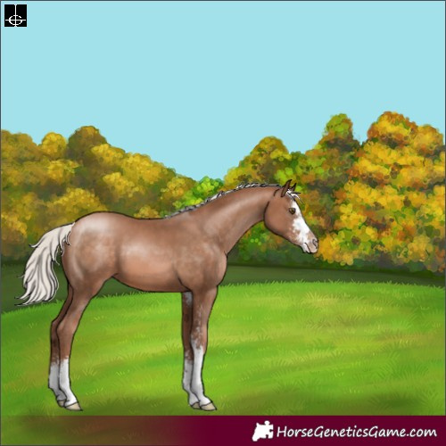 Horse Color:Silver Brown Pearl Sabino 
