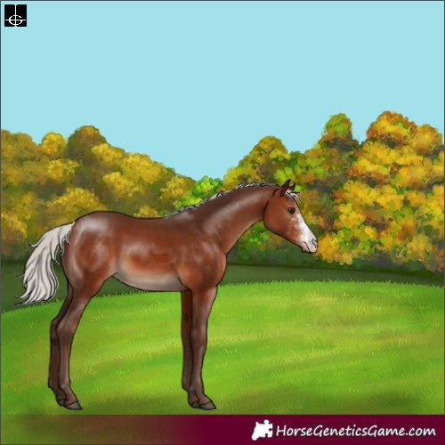 Horse Color:Silver Bay Sabino 