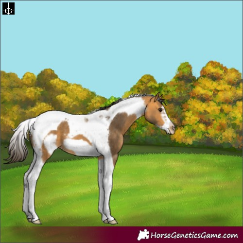 Horse Color:Buckskin Tobiano Frame 