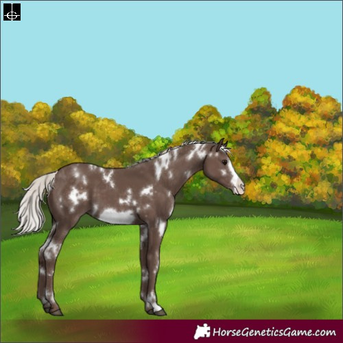 Horse Color:White Spotted Silver Black Frame 