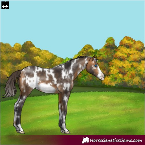 Horse Color:White Spotted Buckskin Frame 