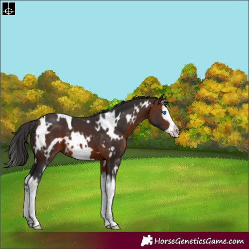 Horse Color:White Spotted Brown Splash Frame 