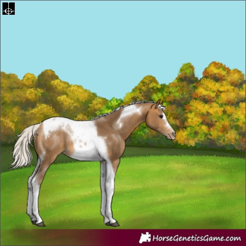 Horse Color:Silver Buckskin Tobiano Frame 