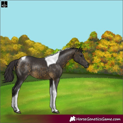 Horse Color:Buckskin Tobiano 
