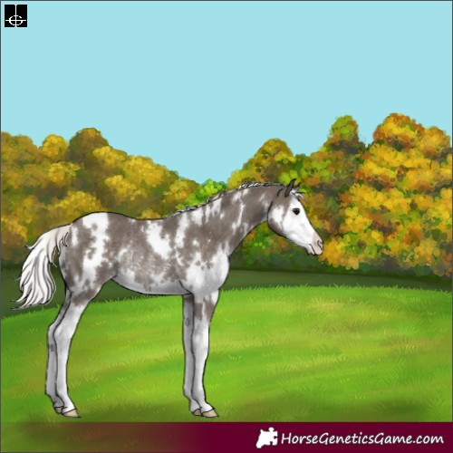 Horse Color:White Spotted Silver Smoky Black Splash Rabicano 