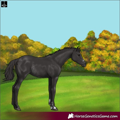 Horse Color:Smoky Black Rabicano 