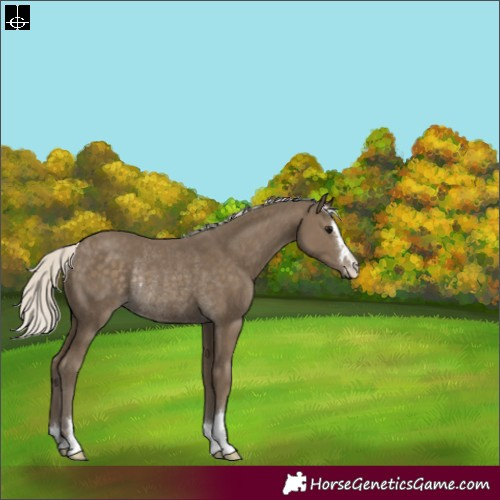 Horse Color:Silver Smoky Black Rabicano