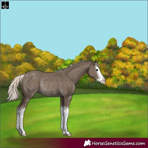 Horse Color:Silver Smoky Black Splash Rabicano 