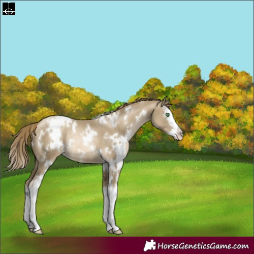 Horse Color:White Spotted Smoky Black Pearl Splash Rabicano 