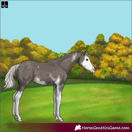 Horse Color:Silver Black Sabino Splash