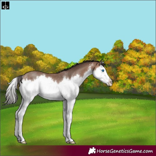Horse Color:Sable Champagne Sabino Splash Rabicano 