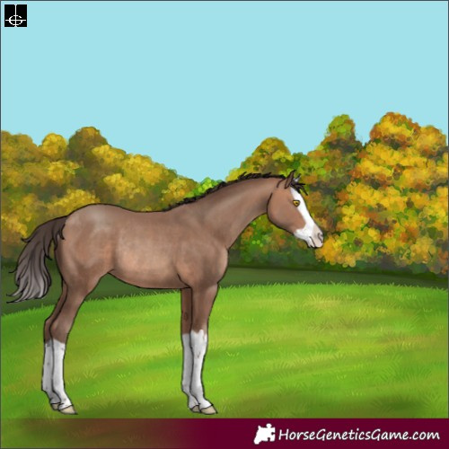 Horse Color:Sable Champagne Splash Rabicano 