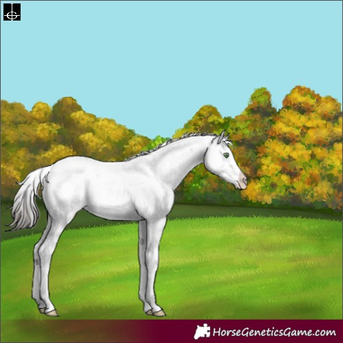 Horse Color:Sable Champagne Sabino Splash Rabicano 