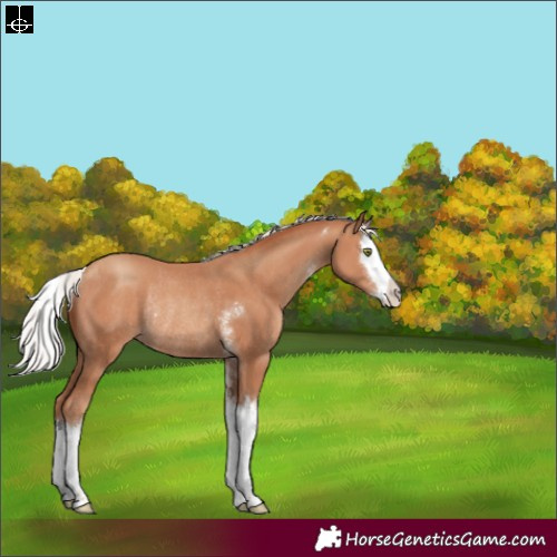 Horse Color:Silver Classic Champagne Sabino Splash Rabicano
