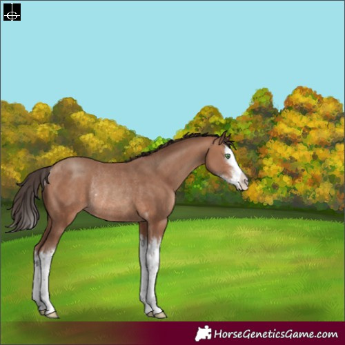Horse Color:Sable Champagne Sabino Splash Rabicano