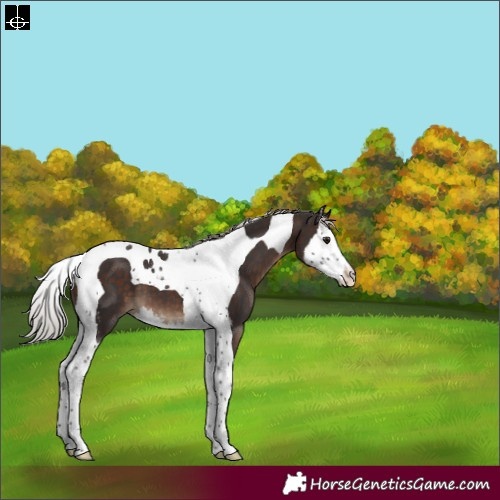 Horse Color:Silver Brown Sabino Splash Tobiano 