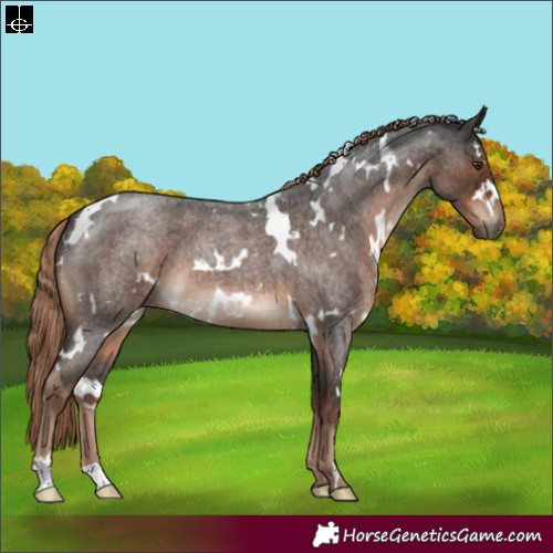Horse Color:White Spotted Liver Red Roan 